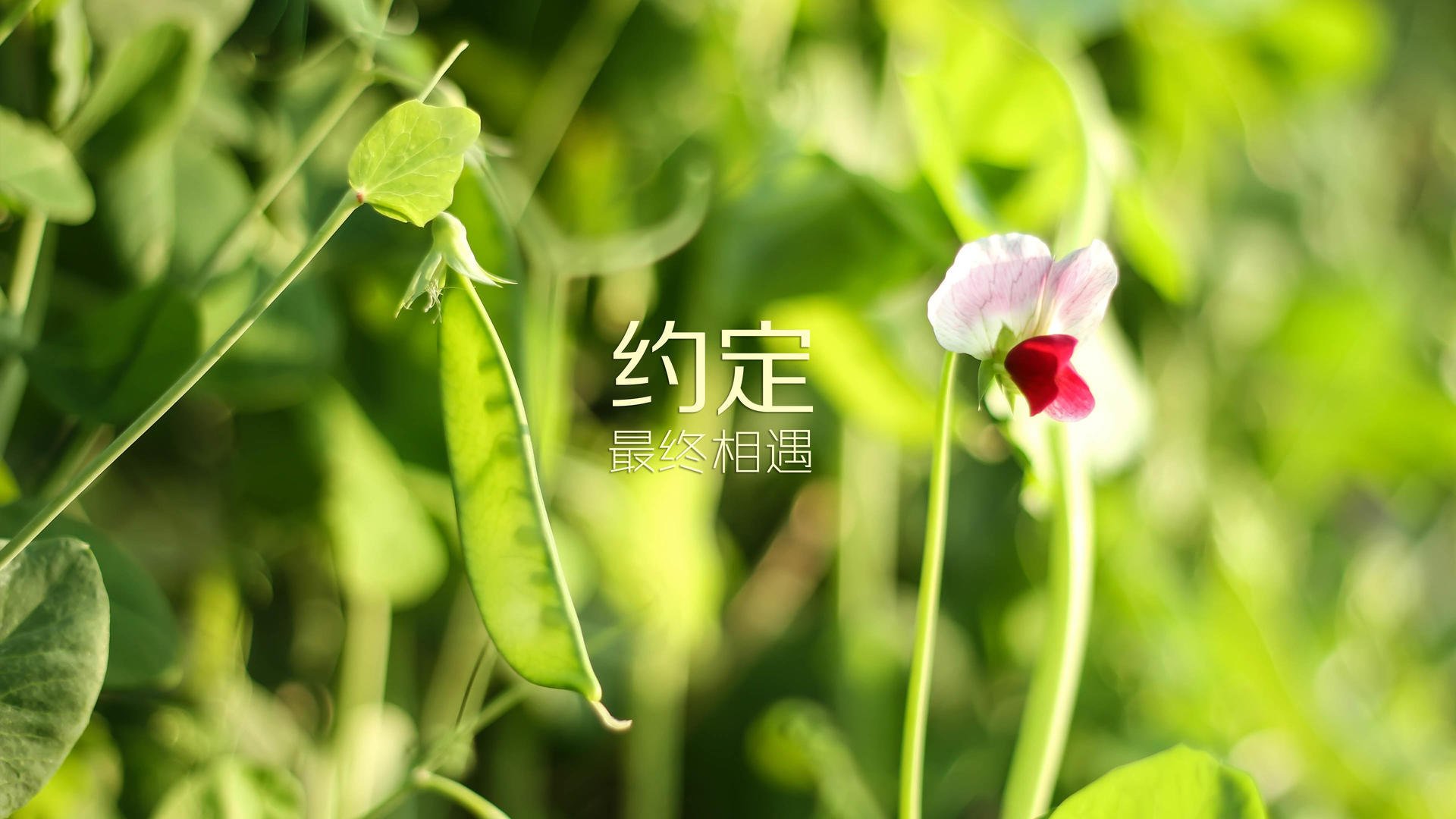 沃尔夫斯堡中场策划离队，引发球迷担忧，沃尔夫斯堡最新阵容