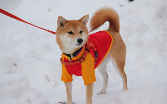 勇士组织模拟伤停情况下的轮换演练