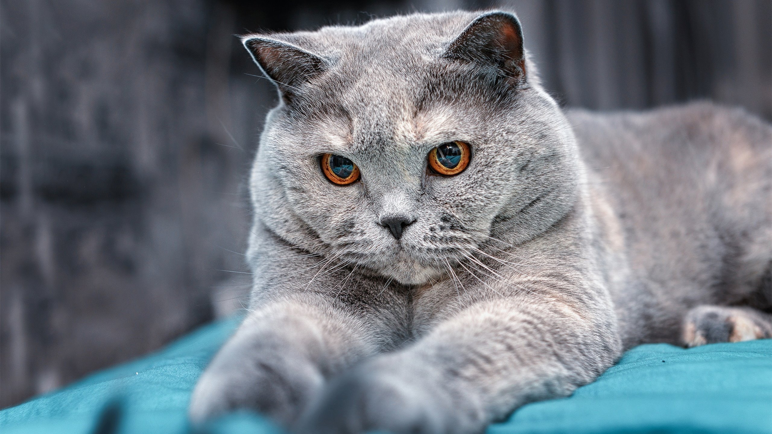 开云官方网站-球迷现场打出巨幅横幅表达对主教练团队的支持与肯定，球队祝福的话