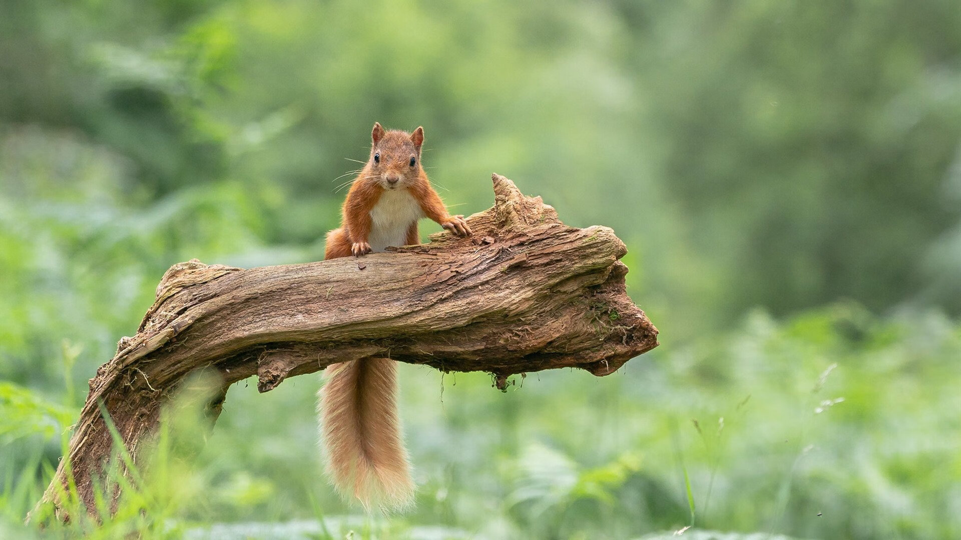 维尔·冯·威克：利用灵活跑位和高爆发力，南非队进攻更具威胁，温·维尔冯