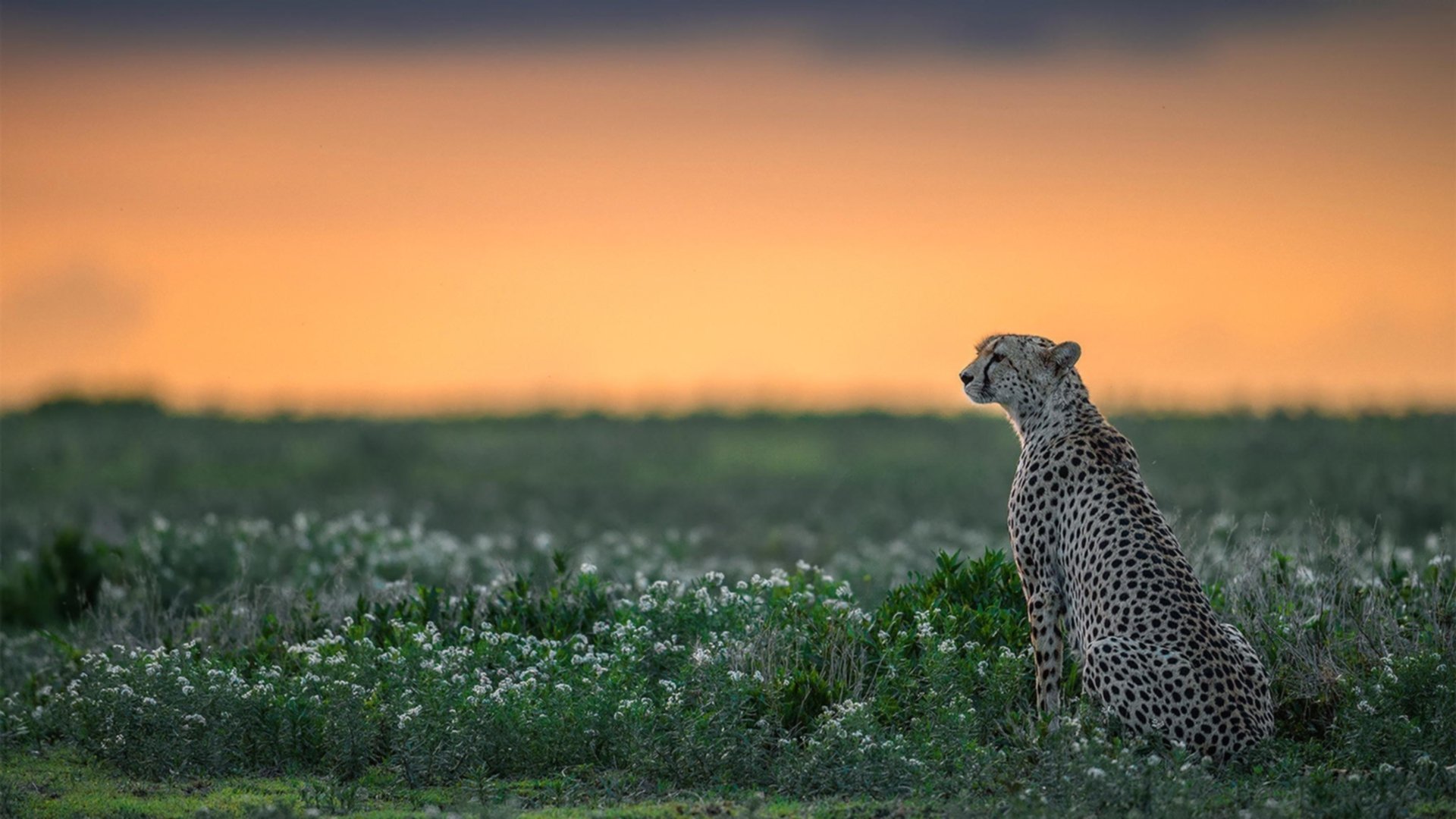 职业球员直播平台粉丝破百万个人影响力转化为商业价值,直播球迷