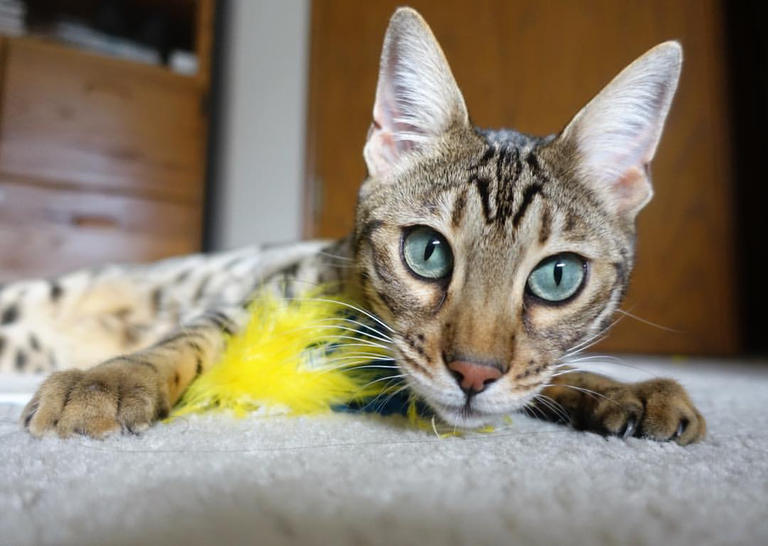 kaiyun体育app-萨默·麦金托什赛后谈备战细节与心态，麦金托什的著名作品